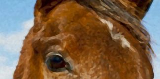 A horse will blink less and twitch its eyelids more when it’s under mild stress