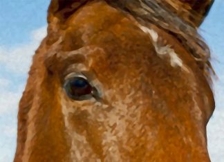 A horse will blink less and twitch its eyelids more when it’s under mild stress