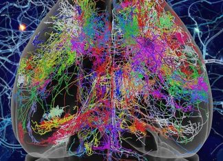 Being born with lots of neurons gives us the potential for a long and slow life