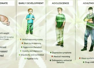 Brain and fetal development damage caused by exposure to CBD and THC are very similar defects seen in fetal alcohol syndrome