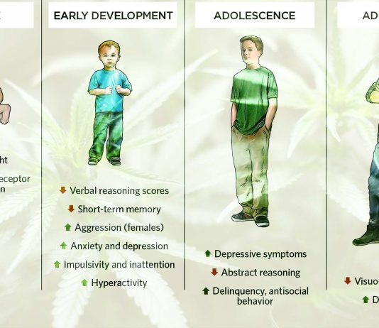 Brain and fetal development damage caused by exposure to CBD and THC are very similar defects seen in fetal alcohol syndrome