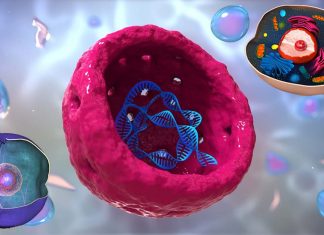 Cellular function : Nucleolar malfunction can lead to disease – including cancer