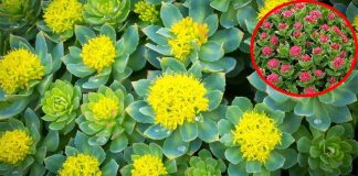 Rhodiola (Rosenroot) : anti-oxidative, anti-aging – anti-cancer and neuroprotective activities