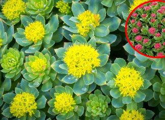 Rhodiola (Rosenroot) : anti-oxidative, anti-aging – anti-cancer and neuroprotective activities