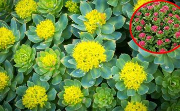 Rhodiola (Rosenroot) : anti-oxidative, anti-aging – anti-cancer and neuroprotective activities