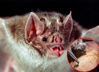 form social bonds similar to friendships seen in primates