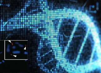 Extra DNA is critical for maintaining cancer-causing gene activation and supporting the cancer cell’s ability to survive