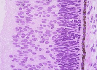 Light sensitive cells in the fetal retina communicate as part of an interconnected network