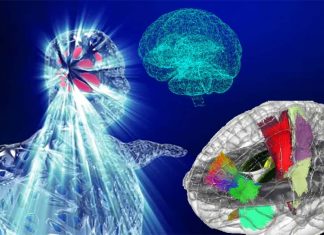Researchers built the first holographic atlas of the brain
