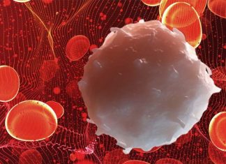 UCLA scientists have discovered a link between a protein and the ability of human blood stem cells to self-renew