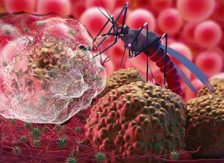An autoimmune attack on uninfected red blood cells likely contributes to anaemia in people with malaria