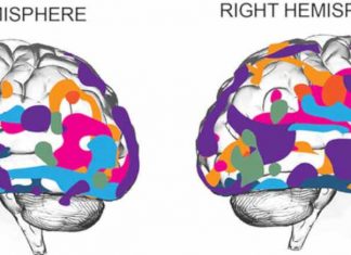 The machine learning model may be widely adopted to identify connections between neural activity and natural behavior