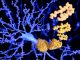 Aggregates of the protein alpha-synuclein arising in the gut may play a key role in the development of Parkinson’s disease (PD)
