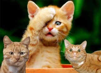 Cat whisperers : People can infer a cat’s affective state from subtle aspects of their facial expressions