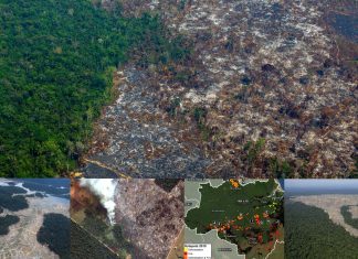 Deforestation in Brazil’s Amazon in November surged by 104 percent compared to the same month in 2018