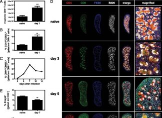 Dengue fever – The double positive CD4 T cells could actually be helping