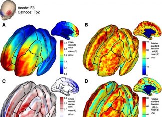 The motor cortex plans the upcoming movement and tells your muscles to make it happen