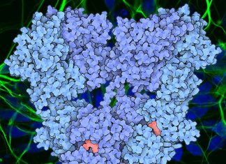 Glutamate receptors in the brain called AMPARs are critical for synaptic plasticity – learning and memory