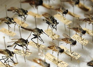 Mosquitoes that carry malaria can sense toxins through their legs and avoid insecticides