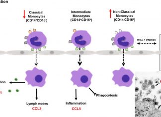 Oleandrin could prevent the HTLV-1 virus from spreading