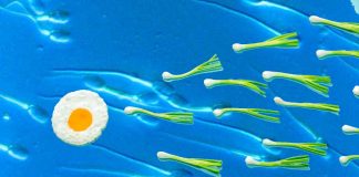 Sperm are influenced by diet