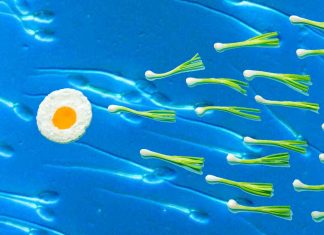 Sperm are influenced by diet