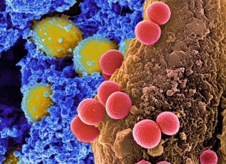 Staph bacteria are most feared for the drug-resistant strains that have become a serious threat to public health