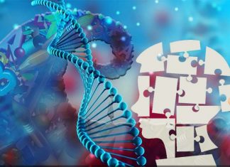 Researchers discovered why a specific genetic mutation causes intellectual disability and autism spectrum disorder in children