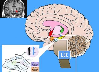 Scientists discovered the functions of the area of the brain in which Alzheimer’s begins