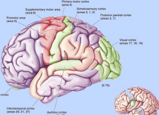 The posterior inferotemporal cortex plays a critical role in selective attention