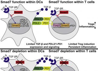 Increased levels of Smad7 in T-cells is linked to multiple sclerosis-like symptoms