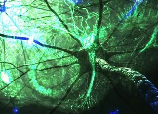 Scientists have developed a new theory on the underlying cause of motor neurone disease