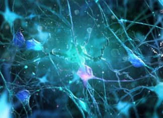 Parkinson’s disease : Alpha synuclein’s non-amyloidal component (NAC) aids the protein’s movement through axons