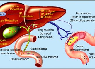 Bile acids play a role in immunity and inflammation