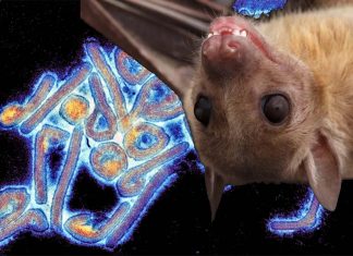 Deadly Marburg virus has been found for the first time in fruit bats in Sierra Leone