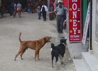 Dogs can understand complex gestures by simply watching humans