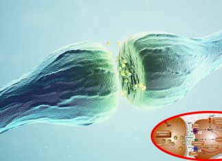 Glutamate is the major excitatory neurotransmitter in the brain