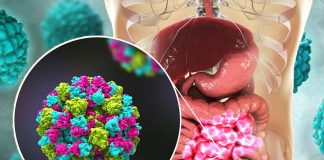Human noroviruses use two compounds present in bile to infect the human small intestine