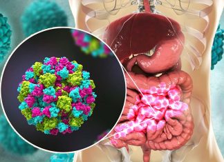 Human noroviruses use two compounds present in bile to infect the human small intestine