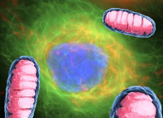 Neurodegenerative diseases : Researchers have identified a set of drug-like compounds that can help protect mitochondria
