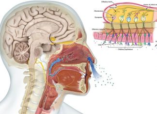 Olfactory disturbances have implications in mental and emotional well being health