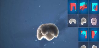 Xenobots – Scientists has repurposed living cells into entirely new life-forms