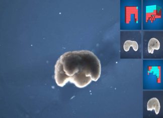 Xenobots – Scientists has repurposed living cells into entirely new life-forms