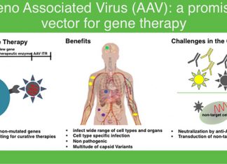 A newly developed adeno-associated virus vector can treat the progressive neurodegenerative disorder chronic traumatic encephalopathy (CTE)