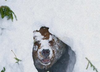 The body hibernation strategy of grizzly bear could help prevent muscle atrophy in humans