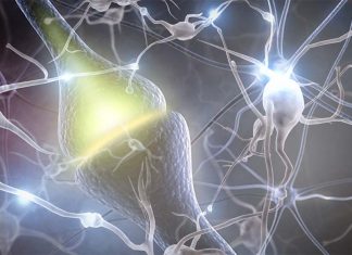 A protein complex can attracts and repels neurons during brain development