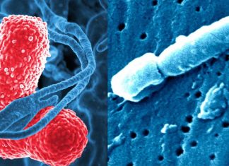 New strain of virus SARS could be the source of pneumonia outbreak