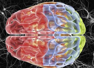 Language difficulties associated with primary progressive aphasia differ depending on a person’s native language
