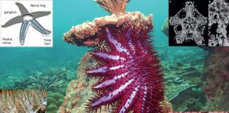 How sea star behavior can help us design more efficient robotics systems ?