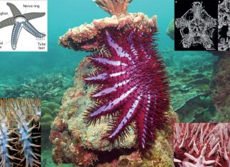 How sea star behavior can help us design more efficient robotics systems ?